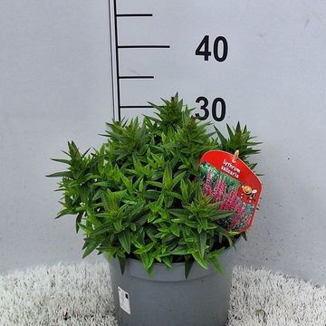 Lythrum salicaria