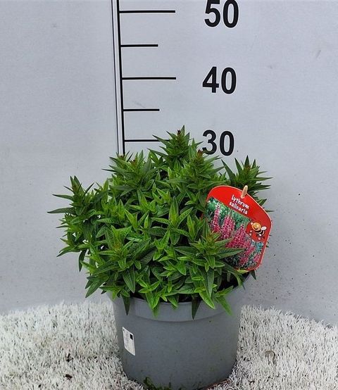Lythrum salicaria