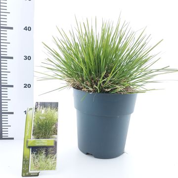 Deschampsia cespitosa 'Tardiflora'