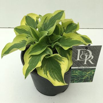 Hosta 'Wide Brim'