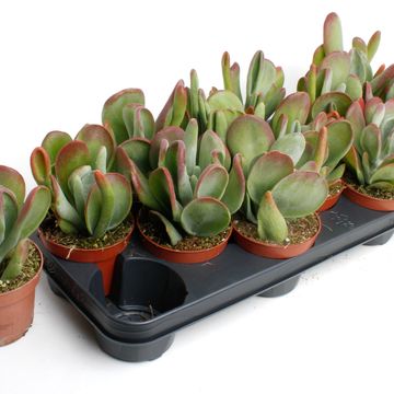 Kalanchoe thyrsiflora 'Oricula'