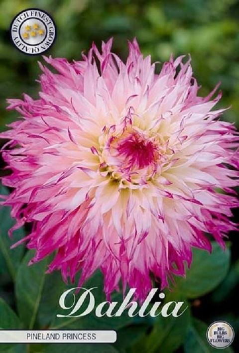 Dahlia 'Pinelands Princess'