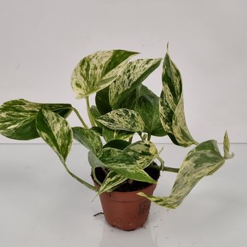 Epipremnum pinnatum 'Marble Queen'