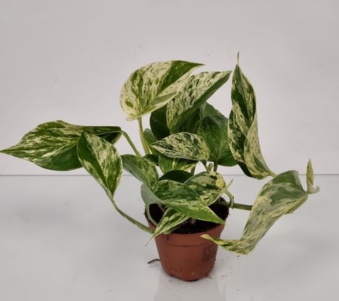 Epipremnum pinnatum 'Marble Queen'