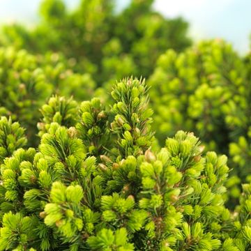 Picea glauca 'Альберта Глоб'