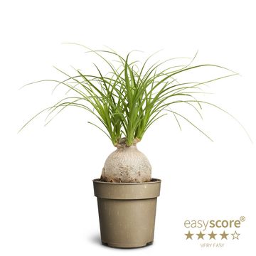 Beaucarnea recurvata