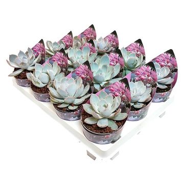 Echeveria subsessilis