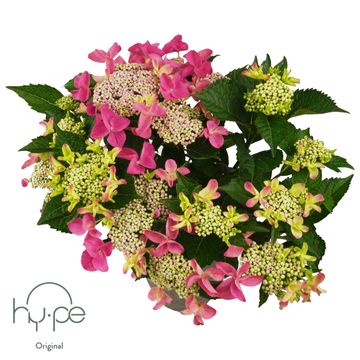 Hydrangea macrophylla LACECAP PINK