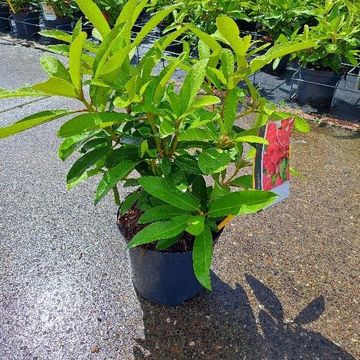 Rhododendron 'Wilgen's Ruby'