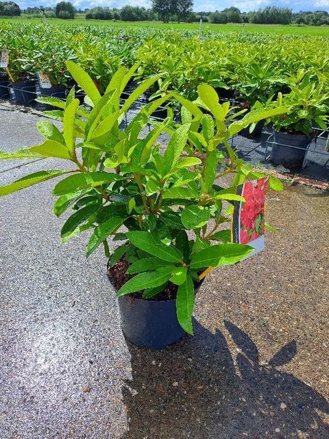 Rhododendron 'Wilgen's Ruby'