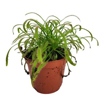 Drosera capensis