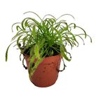 Drosera capensis