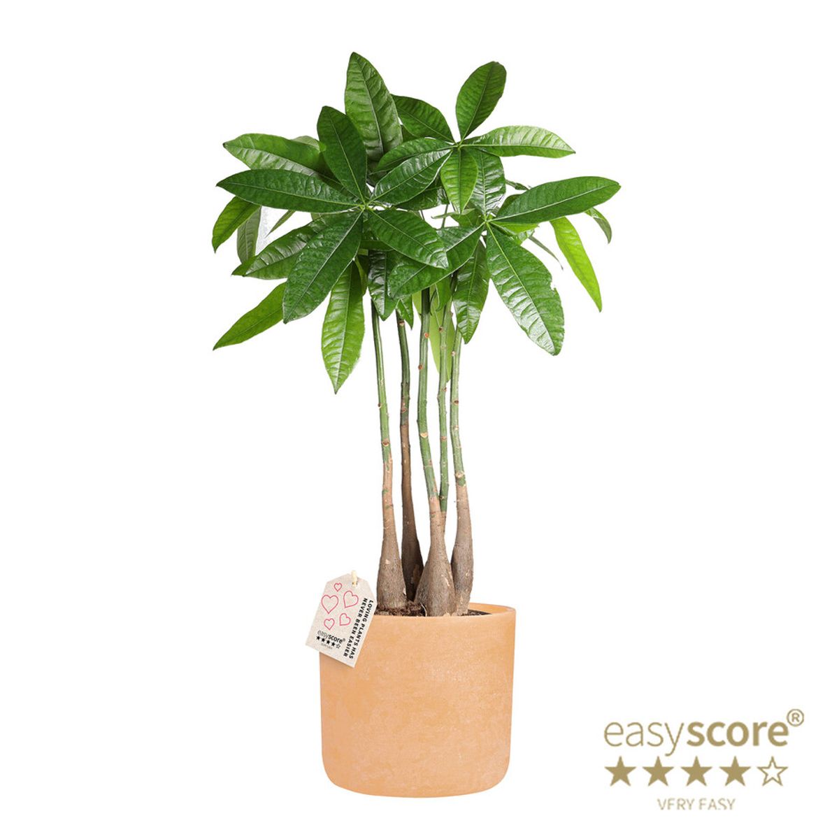 Pachira aquatica — Plant Wholesale FlorAccess