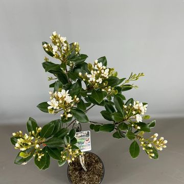 Rhaphiolepis umbellata