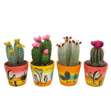 Cactus MIX IN POT