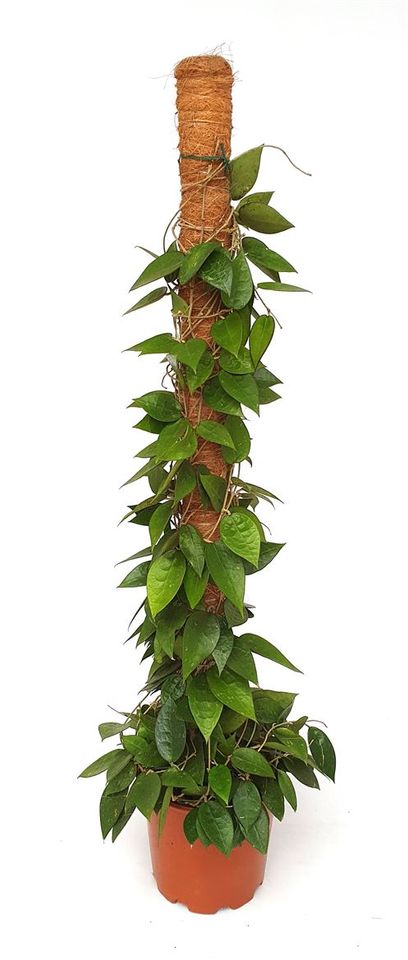 Hoya parasitica 'Black Edge'