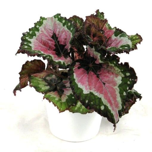Begonia Merry Christmas (P12 cm H25 cm) Plant Wholesale FlorAccess