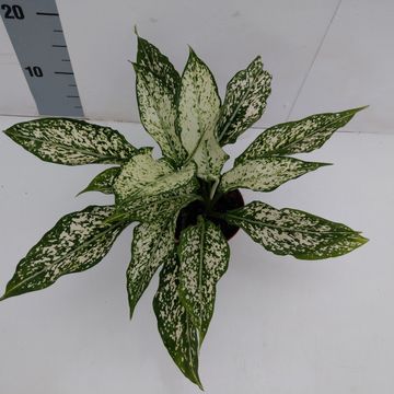 Aglaonema 'Unyamanee White'