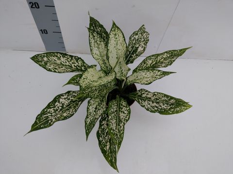 Aglaonema 'Unyamanee White'