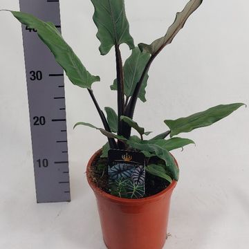 Alocasia lauterbachiana