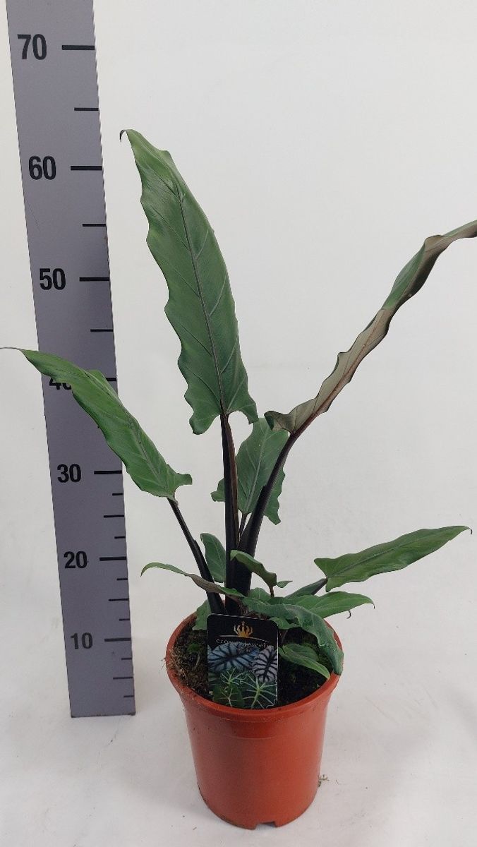 Alocasia lauterbachiana  Plant Wholesale FlorAccess