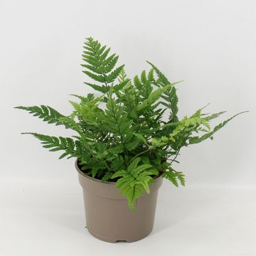 Athyrium spicatum