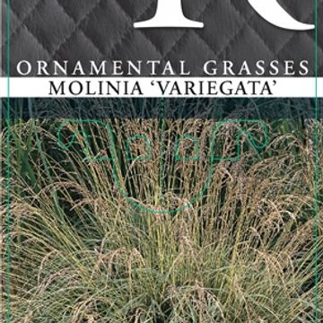 Molinia caerulea 'Variegata'