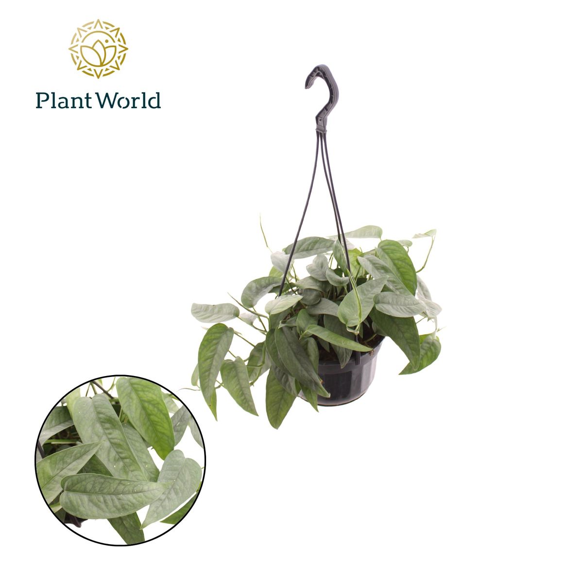 glücksfeder schlafzimmer Glücksfeder - Zamioculcas zamiifolia main image 0