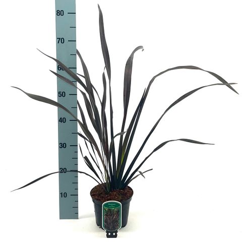 Phormium 'Platt's Black'