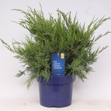 Juniperus x pfitzeriana 'Mint Julep'