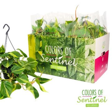 Philodendron scandens 'Brasil'