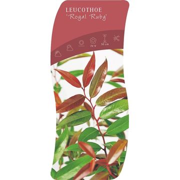 Leucothoe keiskei 'Роял Руби'