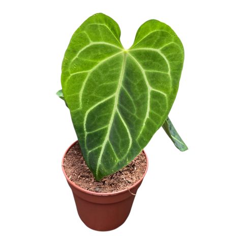Anthurium magnificum