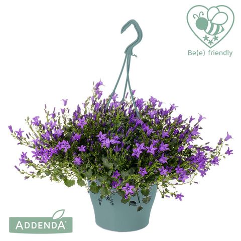 Campanula portenschlagiana AMBELLA PURPLE