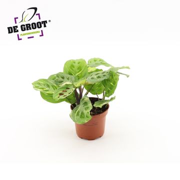 Maranta leuconeura 'Kerchoveana Variegata'