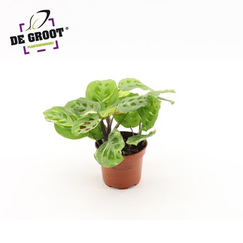 Maranta leuconeura 'Kerchoveana Variegata'