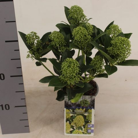 Skimmia japonica WHITE GLOBE