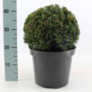 Taxus x media 'Farmen'