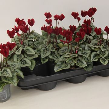 Cyclamen persicum WINFALL SCARLET