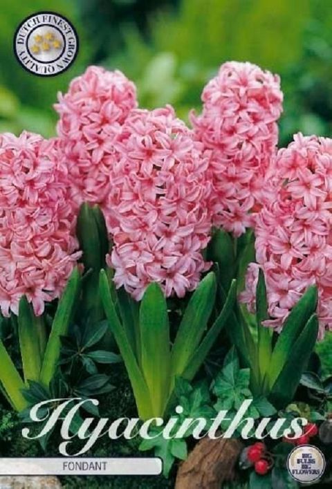 Hyacinthus Гиацинт восточный 'Фондант'