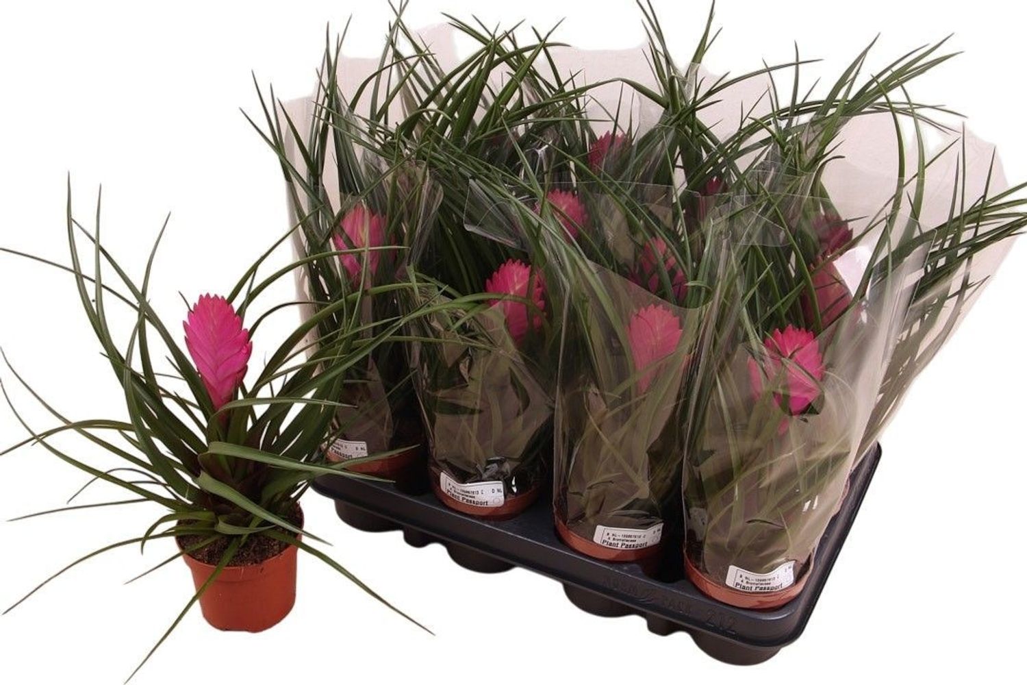Tillandsia cyanea — Plant Wholesale FlorAccess