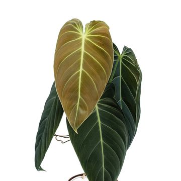 Philodendron melanochrysum