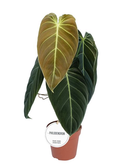 Philodendron melanochrysum