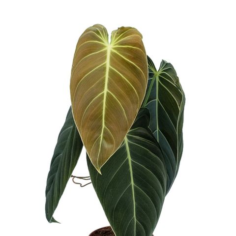 Philodendron melanochrysum (Mostert NWK)