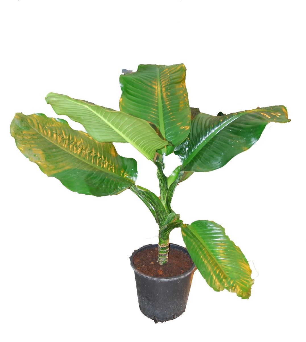 Dieffenbachia ‘Big Ben’ — Groothandel in planten FlorAccess
