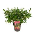 Camellia sasanqua 'Petite Ruby'