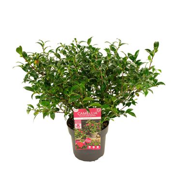 Camellia sasanqua 'Petite Ruby'
