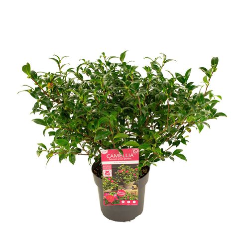Camellia sasanqua 'Petite Ruby'