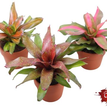 Neoregelia MIX