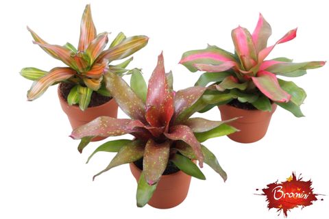 Neoregelia MIX